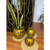 Pot de Plantes Vertes Décoratives - Sansevieria Trifasciata : La Langue De La Mère