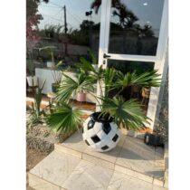 Plantes Trachycarpus Fortunei Décoratifs + Pots de Fleurs pour Plantes à motif Ballon